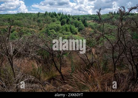 Michael Bunel/Le Pictorium - Broceliande Forest - 13/07/2024 - Frankreich/Bretagne - Broceliande, auch bekannt als der Wald von Broceliande, ist ein mythischer, verzauberter Wald, der in mehreren Texten erwähnt wird, die meisten davon mit der Arthurischen Legende in Verbindung gebracht werden. Diese Texte, deren älteste aus dem Mittelalter stammen, zeigen Merlin, die Feen Morgane und Viviane, König Arthur und bestimmte Ritter der Tafelrunde. Nach diesen Geschichten ist der Wald von Broceliande die Heimat des Val sans retour, wo Morgane untreue Männer gefangen hält, bis sie von Lancelot du lac vereitelt wird, und des Brunnens von Barento Stockfoto