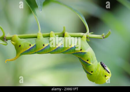 Totenkopf-krautraupe (acherontia styx), die auf einem Pflanzenstamm steht, Nord-Thailand. Stockfoto