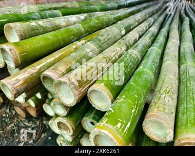 Eine Ansammlung grüner Bambusstangen stapelten sich übereinander in einem Stapel Stockfoto