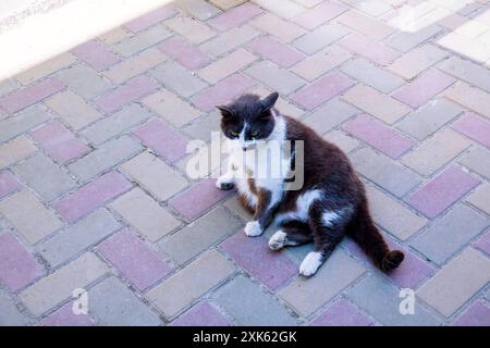 Schwangere Hofkatze in der streichelnden Pose, verwöhnt von der Aufmerksamkeit der Menschen Stockfoto