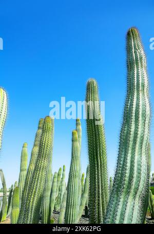 Pachycereus pringlei (auch bekannt als mexikanischer Riesenkaktus oder Elefantenkaktus). Abu Dhabi Wüstenpark. Vereinigte Arabische Emirate Stockfoto