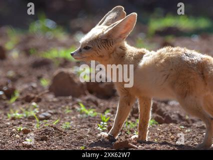 Fennec Fuchs Nahaufnahme Porträt in der Wüste Stockfoto