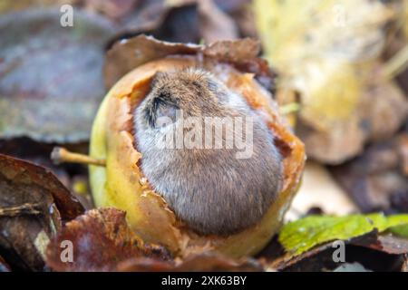 Gartenbau. Die Voles ernähren sich von Äpfeln, die im Garten bis zum Frost vom Baum gefallen sind. Gemeine Rotmaulmaus (Clethrionomys glareolus) im Herbst-Apfelgarten Stockfoto