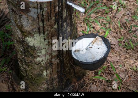 Nahaufnahme eines Latex, der von einem Gummibaum in einer Plantage gesammelt wird. Nachhaltige Gummibeschaffung. Stockfoto