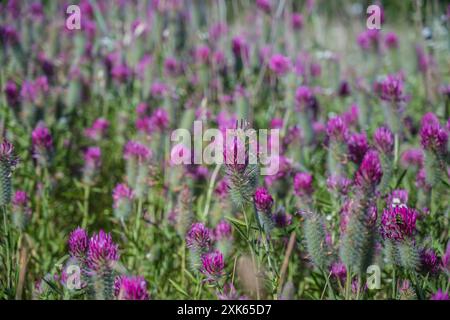 Coumparesoun : Trifolium angustifolium e Ajuga pyramidalis, Vaucluse, Provence, Frankreich. Stockfoto