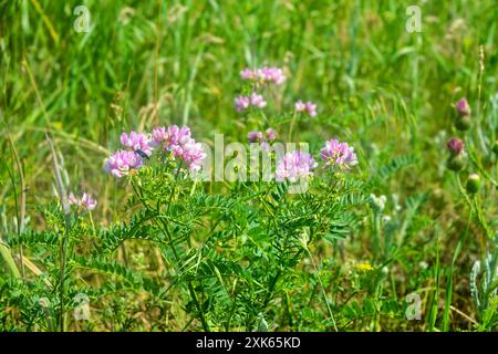 Kriechkronenwicke (Coronilla varia) rosa Blumenläufer in sekundärer Trockensteppe. Halbinsel Kertsch, Krim. Stockfoto
