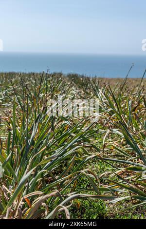 Verbrachte Narzissen an der Küste von Cornwall Stockfoto