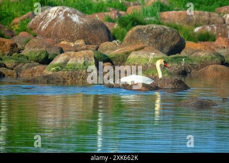 Ein stummer Schwan (Cygnus olor) mit Zygneten zwischen den Meeresblöcken. Baltikum Stockfoto