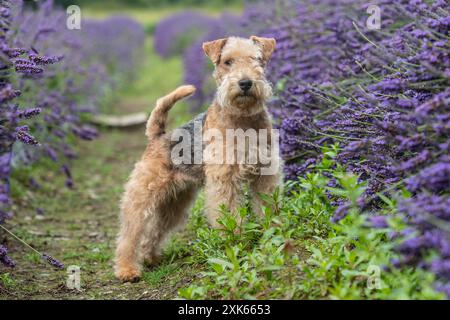 Süßer Seenandterrier im Blumengarten Stockfoto