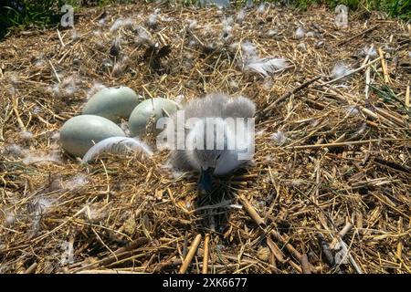 Uber den Prozess der Schlupfzygneten (Cygnus olor) aus einem Nesteig. Ein Küken wurde geboren, ein anderes schlug ein Loch in die Schale, das dritte und vierte Loch Stockfoto