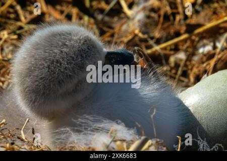 Uber den Prozess der Schlupfzygneten (Cygnus olor) aus einem Nesteig. Ein Mädchen wurde geboren. Ei und Eintagsküken Stockfoto