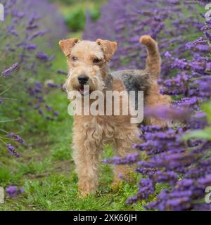 Lakeland terrier Stockfoto