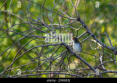 Schneidervogel auf Baumzweig Stockfoto