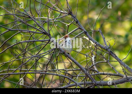 Schneidervogel auf Baumzweig Stockfoto