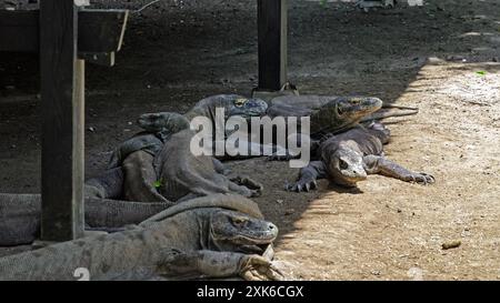 Eine Gruppe Komodo-Drachen ruht im Schatten. Insel Komodo. Indonesien Stockfoto