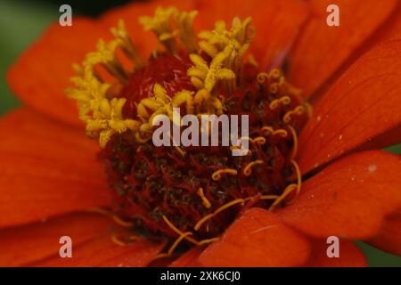 Zinnia Flowers Großaufnahme Stockfoto