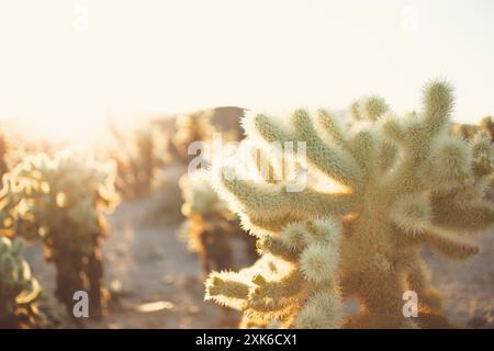 Ein rustikaler Blick auf den Cholla Cactus Garden bei Sonnenuntergang. Stockfoto