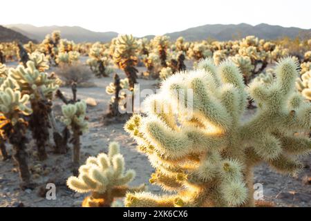 Ein rustikaler Blick auf den Cholla Cactus Garden bei Sonnenuntergang. Stockfoto