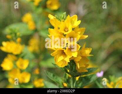 Eine Nahaufnahme von Lysimachia punctata, Yellow Loosestrife Stockfoto