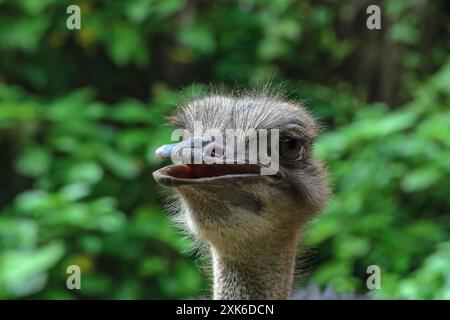 Ein feiner Strauß schaut in die Kamera, der Schnabel ist offen vor dem Hintergrund grüner Dickicht. Stockfoto