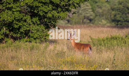 Weißschwanzbock an einem Juliabend im Norden von Wisconsin. Stockfoto