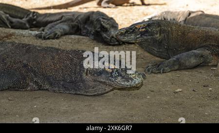 Eine Gruppe Komodo-Drachen ruht im Schatten. Insel Komodo. Indonesien Stockfoto