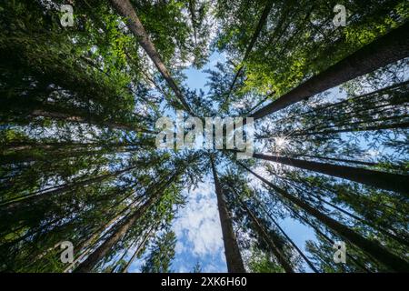 Blick vom Boden der hohen Bäume, die in Richtung des blauen Himmels in einem dichten Wald reichen. Natürlich, ruhig und ruhig. Stockfoto