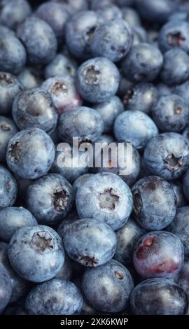 Nahaufnahme von frischen Bio-Heidelbeeren, selektiver Fokus. Stockfoto