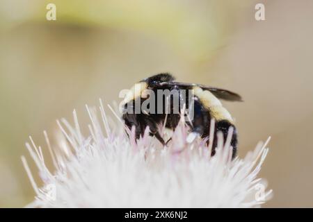 Eine amerikanische Hummel, Bombus pensylvanicus, sammelt Pollen und Nektar von einer weißen Blume. Die schwarzen und gelben Streifen der Biene sind sichtbar, und ihr h Stockfoto