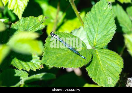 A Azure Damselfly; Coenagrion puella; ruht auf einem großen grünen Blatt in einem Vereinigten Königreich; England; Wald; sonnend in der Nachmittagssonne. Die Damselfly's Stockfoto