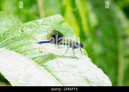 Eine Banded Demoiselle Libelle (Calopteryx splendens); in England; mit ihrer markanten schwarz-gelben Bänder auf ihren Flügeln; steht auf einem großen; g Stockfoto
