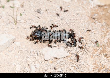 Ein toter Tiger Salamander (Ambystoma mavortium), der von Western Thatching Ameisen (Formica obscuripes) in Colorado gegessen wird Stockfoto