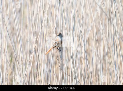 Ein bärtiger Reedling (Panurus biarmicus); ein kleiner, brauner und weißer Vogel, der auf einem schmalen Stiel in einem englischen Sumpfgebiet sitzt. Der Vogel zeigt nach rechts; er ist Stockfoto