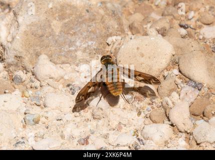 Eine Bienenfliege, Poecilanthrax arethusa, ruht auf einem Kiesbett in Colorado. Seine Flügel sind ausgestreckt, und sein Körper ist eine Mischung aus Braun und Gelb. Stockfoto