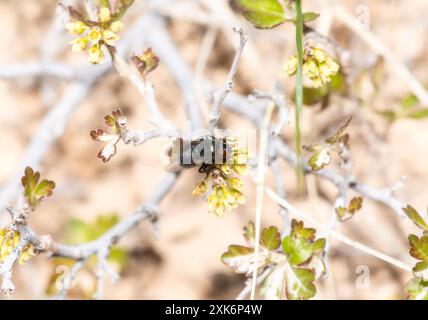 Eine schwarze Fliege, Phormia regina, ruht auf einem Zweig mit winzigen gelben Blüten. Die Fliege wird oben links im Bild positioniert Stockfoto