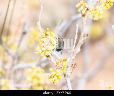 Eine schwarze Fliege (Phormia regina) thront auf einem Zweig mit kleinen gelben Blüten in einer Wildnis von Colorado. Die Flügel der Fliege sind ausgestreckt, und ihr i Stockfoto