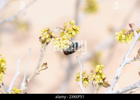 A Black Blow Fly; Phormia regina; thront auf einem Zweig mit kleinen gelben Blüten in Colorado. Die Fliege zeigt nach unten und ihre Flügel sind teilweise spreitig Stockfoto