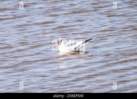 Eine Schwarzkopfmöwe (Chroicocephalus ridibundus) schwimmt auf der Oberfläche des stillen Wassers; ihre Federn werden an einem sonnigen Tag in England, Großbritannien, geweiht Stockfoto