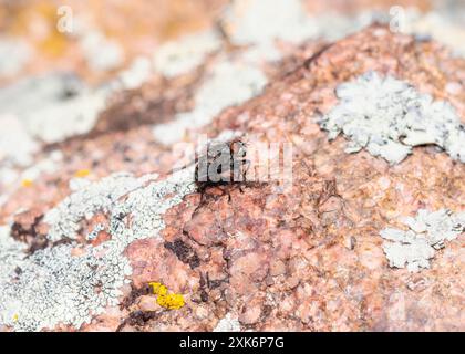 Ein Schwarzer Bot Fly, ein Mitglied der Oestroidea Superfamilie, ruht auf einem Flechtenfelsen in den Bergen von Colorado. Die roten Augen der Fliege sind hervorstehend; A Stockfoto