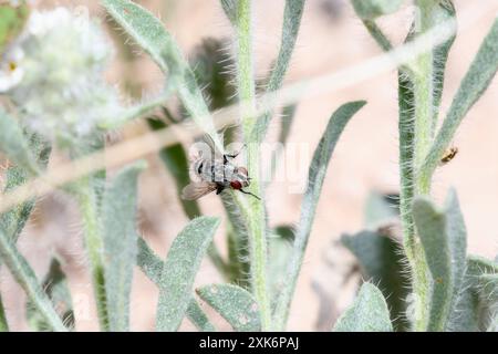 Eine Borstenfliege; ein Mitglied der Familie der Tachinidae; sitzt auf einem schlanken, grünen Stiel mit feinen Haaren bedeckt. Die roten Augen der Fliege stehen vor ihrer Stockfoto