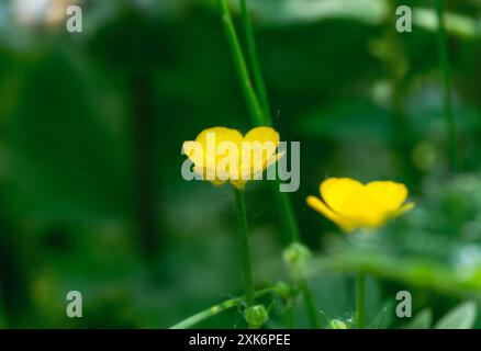 Zwei gelbe Knollenblumen (Ranunculus bulbosus) blühen auf einer Wiese in England; Vereinigtes Königreich. Stockfoto