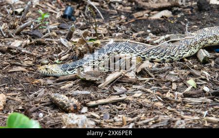 Eine Bullschlange; Pituophis catenifer ssp. Sayi colorado; schlängelt sich durch das Unterholz eines Waldes in Colorado; schwarz-weiß gemusterte Schuppen Stockfoto