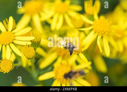 In Rye Meads, Herts, werden Blattläuse-Wespen eingepackt. Stockfoto