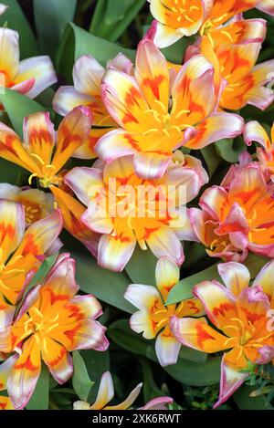 Hintergrund hell blühender Alstroemerieblumen. Stockfoto