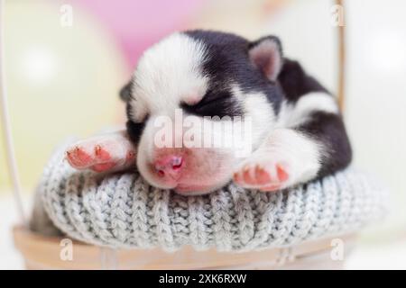 Neugeborenes Hündchen, das im Korb schläft Stockfoto