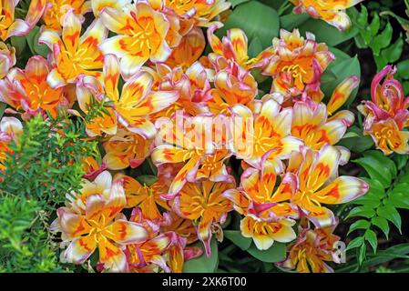 Hintergrund hell blühender Alstroemerieblumen. Stockfoto
