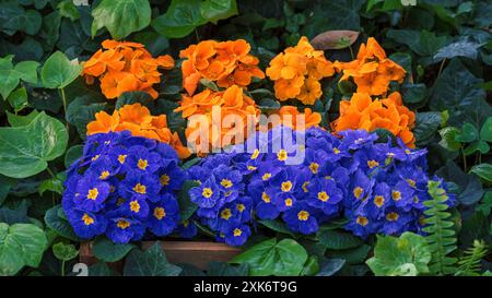 Orange und blaue Kerzen in einer Holzkiste, umgeben von grünen Blättern Stockfoto