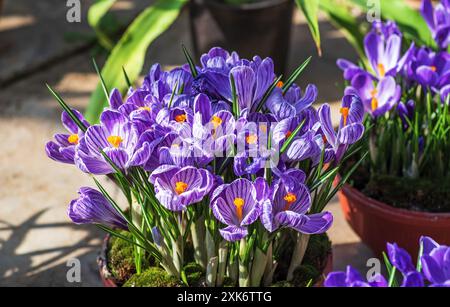 Bouquet von violetten Krokussen in den Sonnenstrahlen des Frühlings Stockfoto