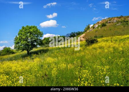 Landschaft mit einem einsamen Baum auf einer gelb blühenden Wiese Stockfoto