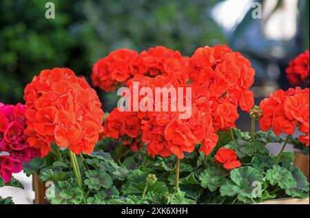 Blühende scharlachrote Geranie mit grünen Blättern. Stockfoto